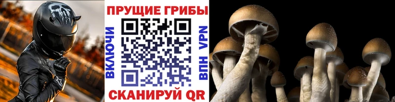 МЕГА ССЫЛКА  Приморск  Галлюциногенные грибы ЛСД 